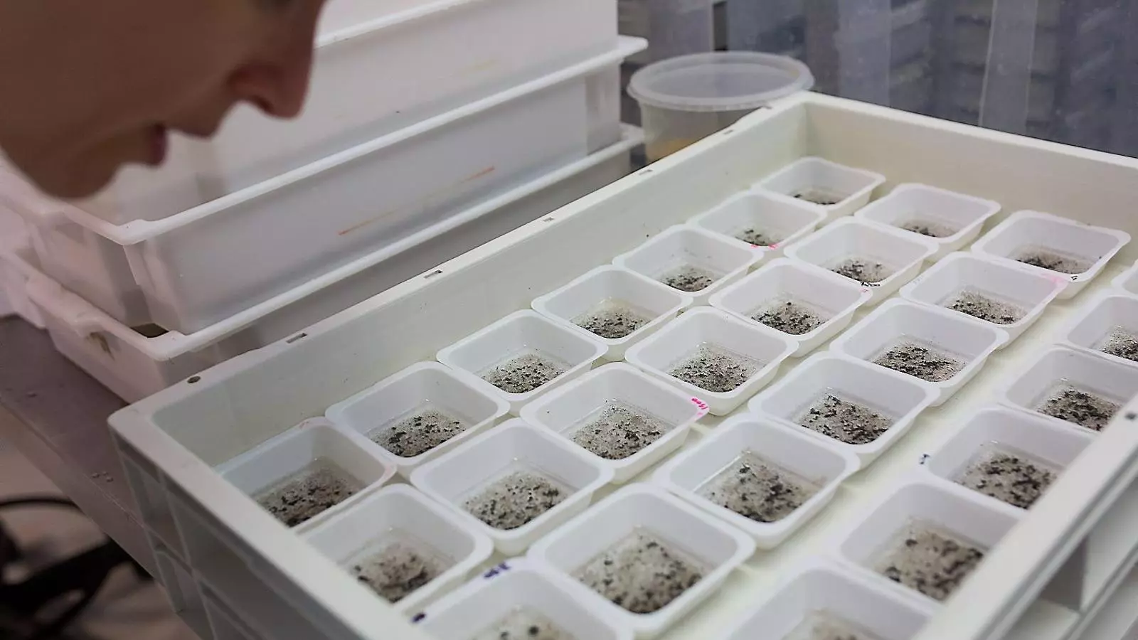 El Zika es desencadena amb la picada d’un mosquit del gènere Aedes.