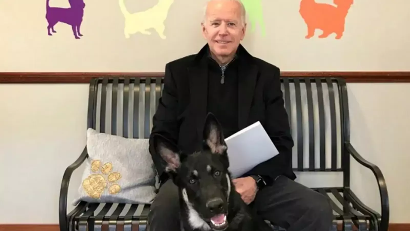 Joe Biden amb el seu gos Major, que actualment està sent reeducat fora de la Casa Blanca