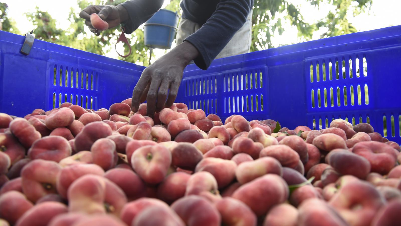 A seasonal worker in Alcarràs in a file image.