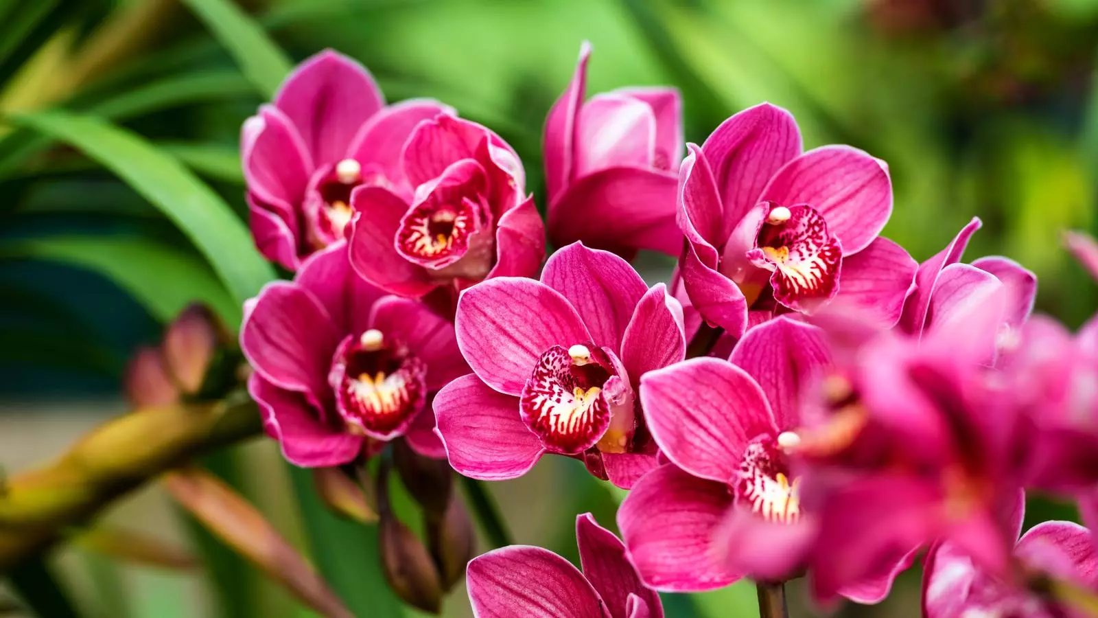 Flors d'orquídies