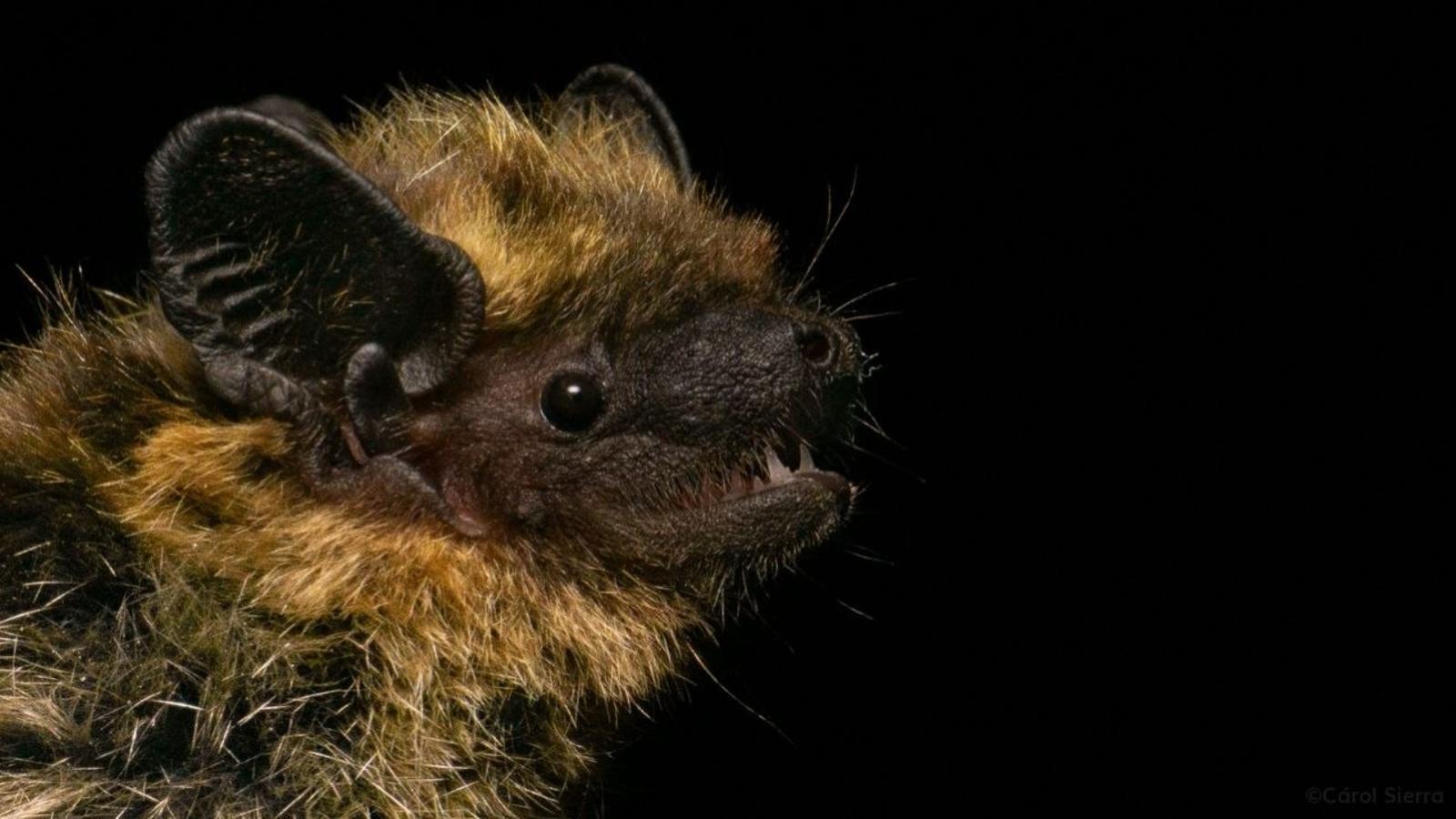 A specimen of the northern bat ('Cnephaeus nilssonii').