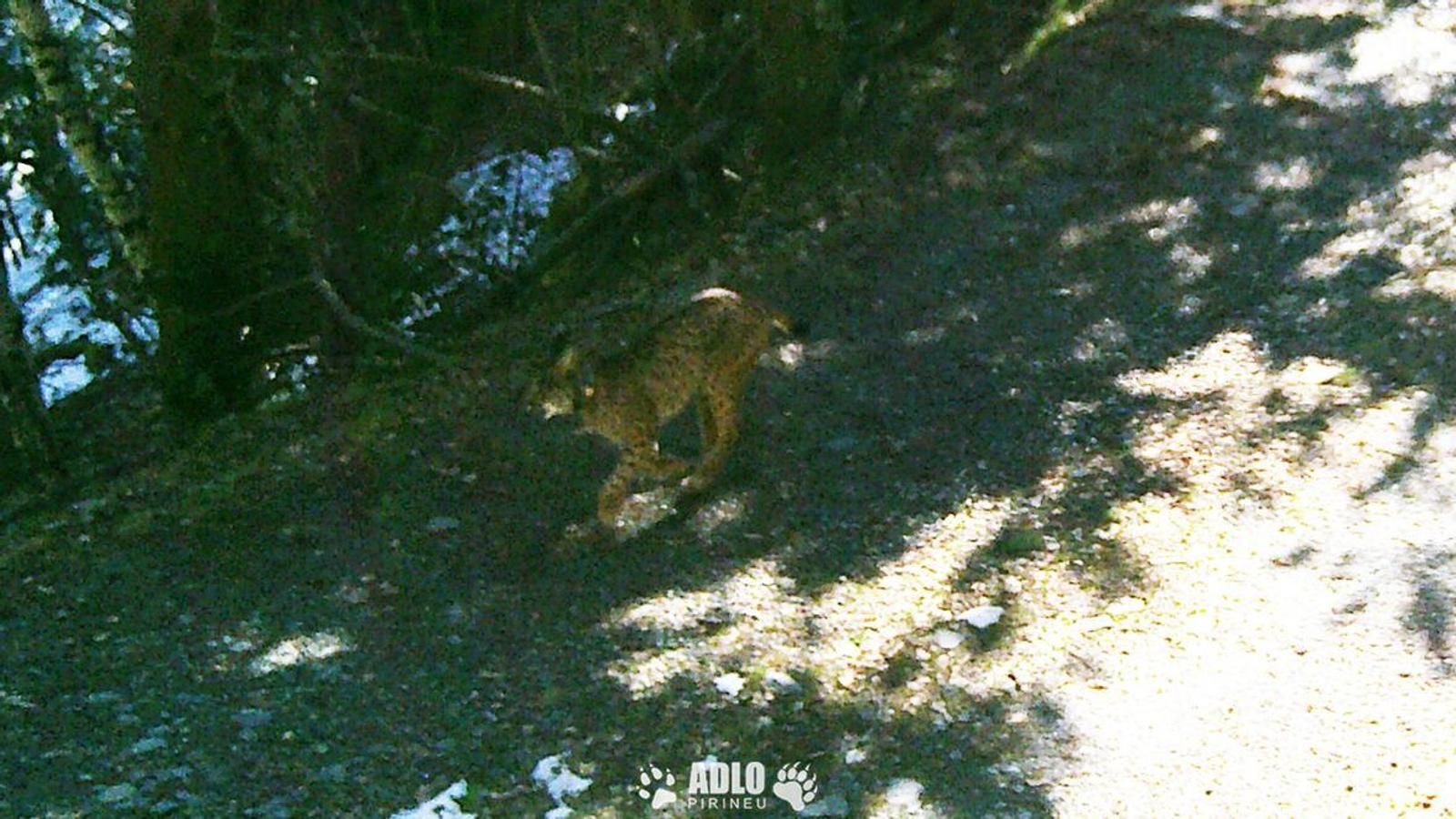 Image of the Iberian lynx detected in the Catalan Pyrenees