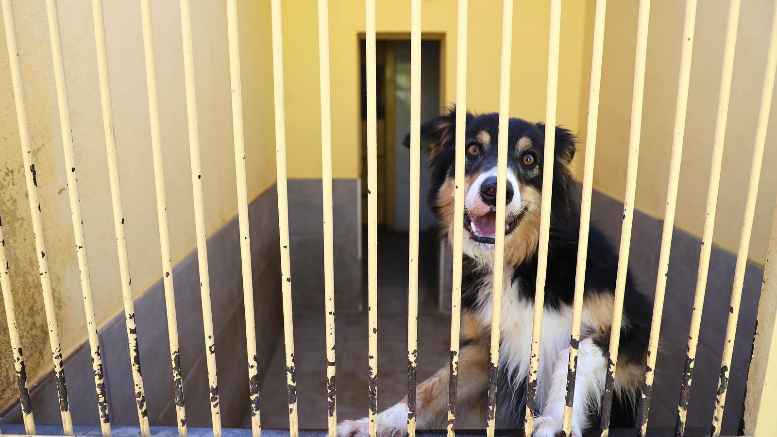 Son Reus Kennel.