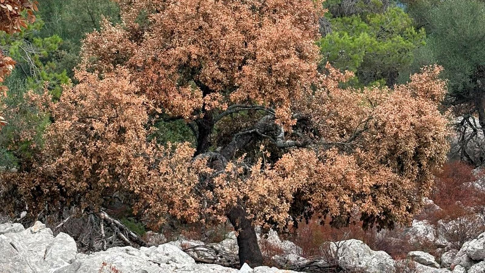Trockene Steineichen am Ende dieses Sommers in der Serra de Tramuntana.