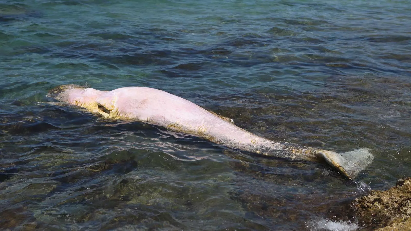 Apareix el cos d'un cetaci a una platja de Palma.