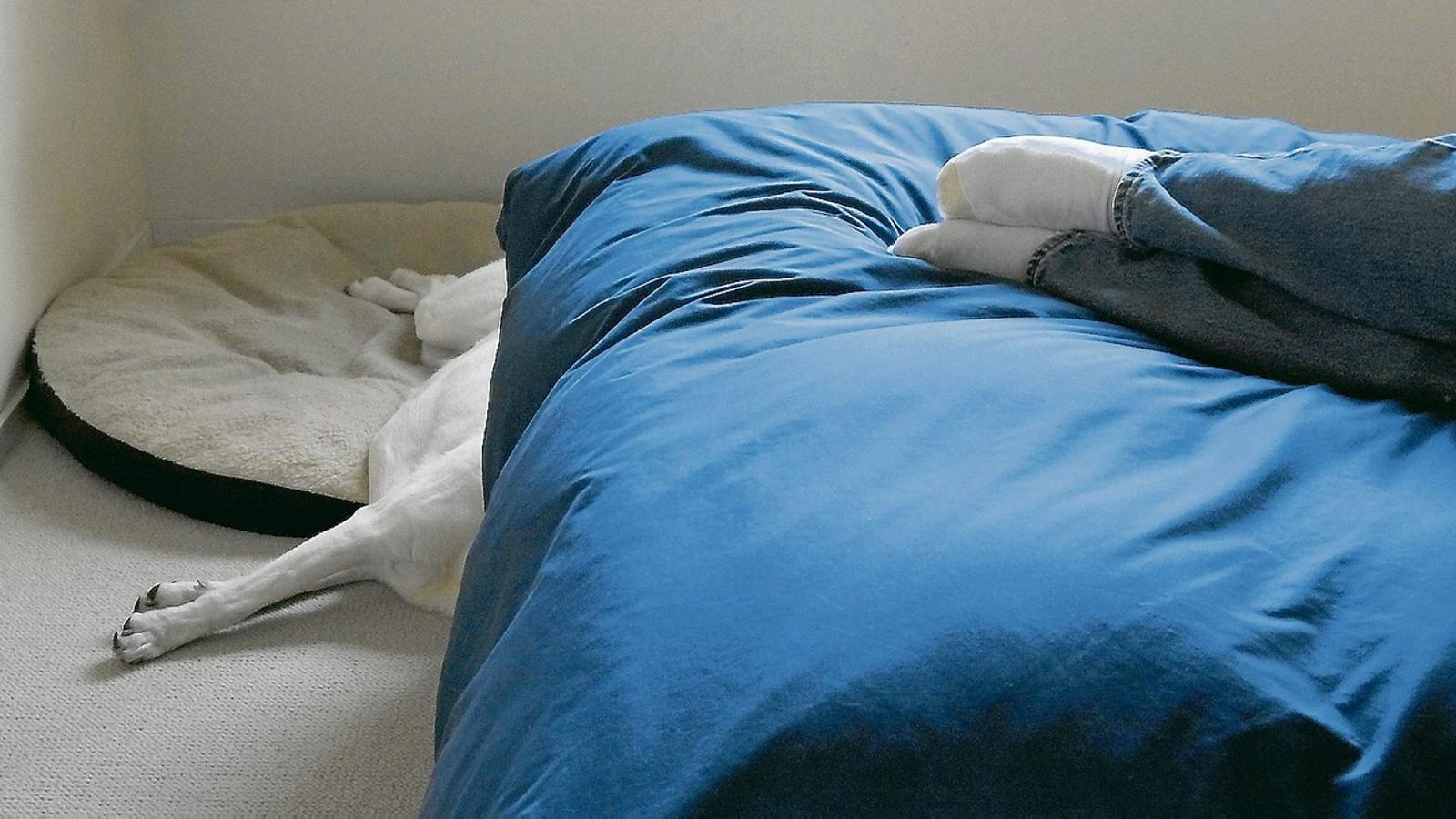 EN LA CAMA O EN TIERRA? El debate está servido. Algunos quieren al perro en la cama y otros están totalmente en contra.