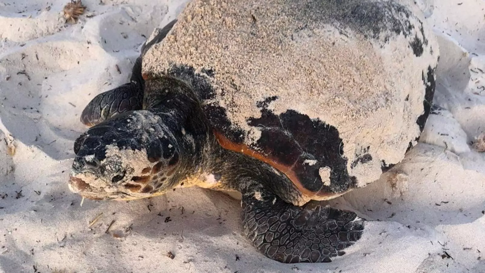 Imatge de la tortuga babaua que ha arribat aquest matí a Menorca.