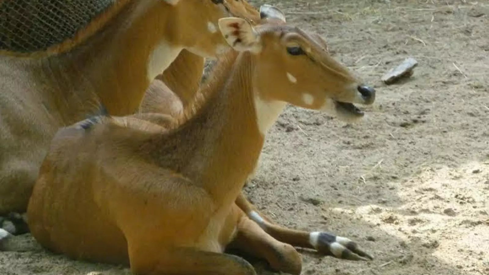 Nilgaus al zoo de Barcelona / LIBERA!