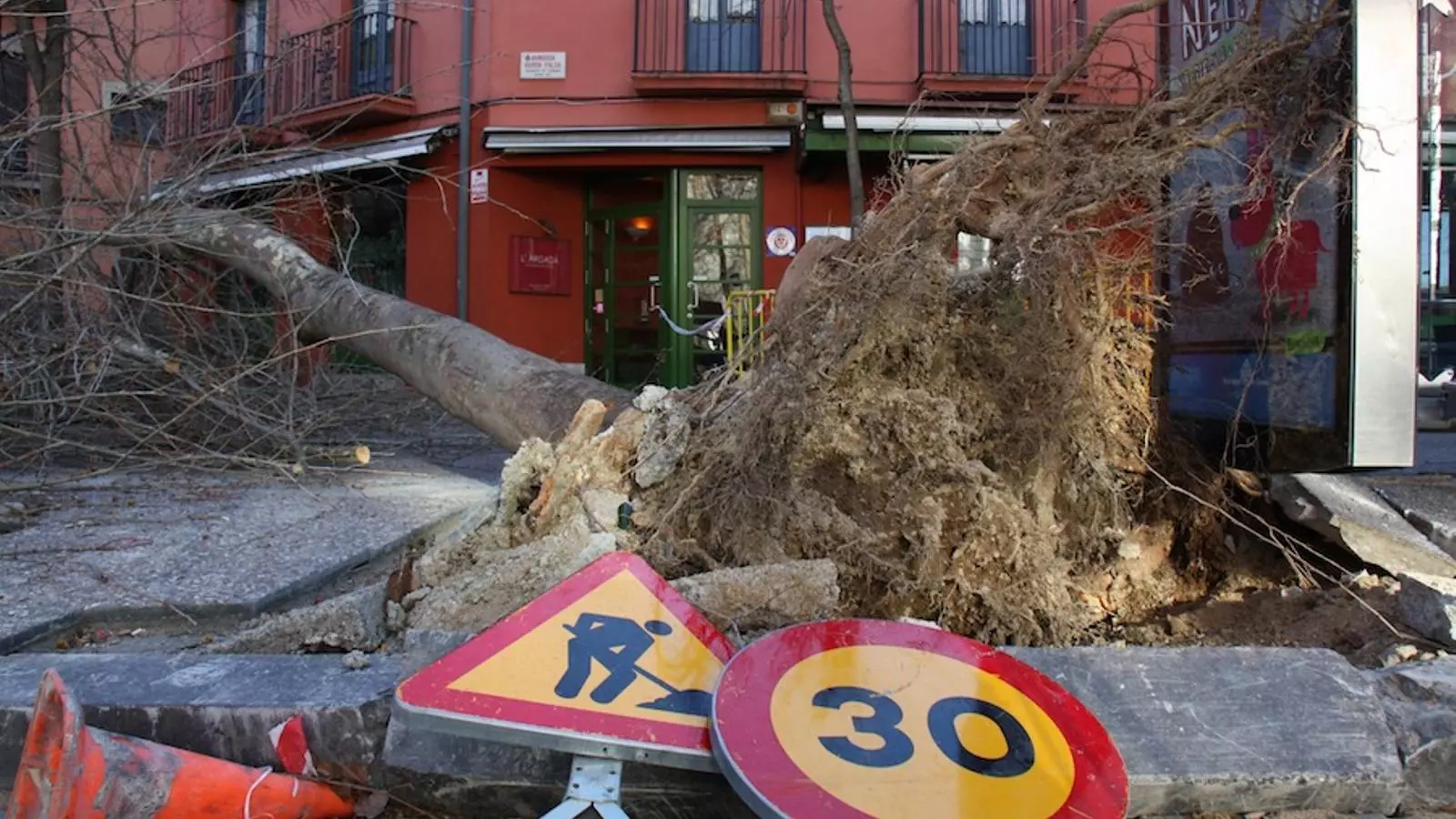 El plataner de deu metres que ha caigut al bell mig del carrer a Girona / ACN