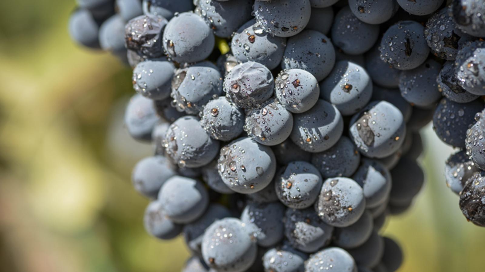 Variedad moneu. FOTO: JordiElias