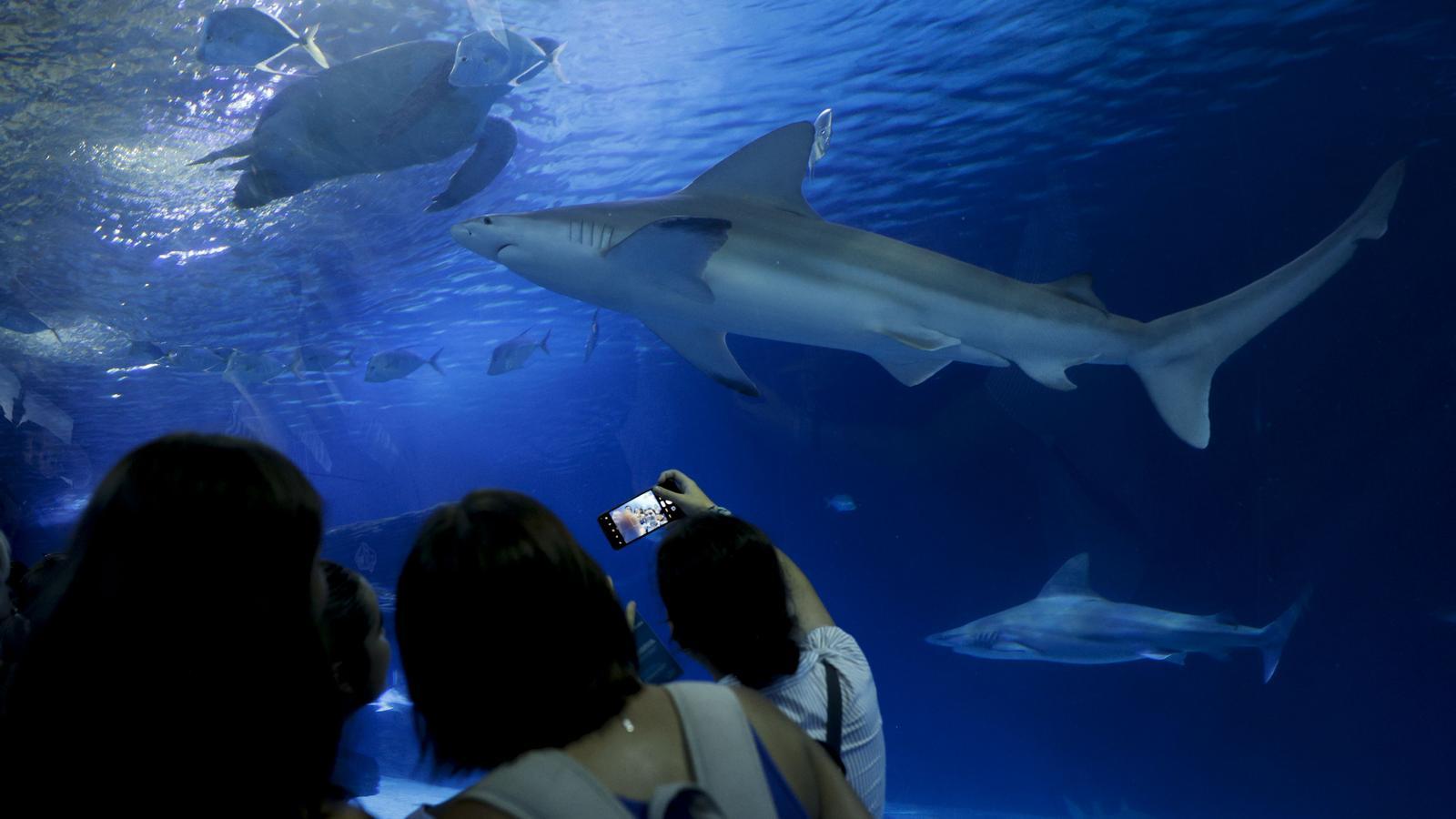 Uno de los tiburones grises del Oceanogràfic de Valencia