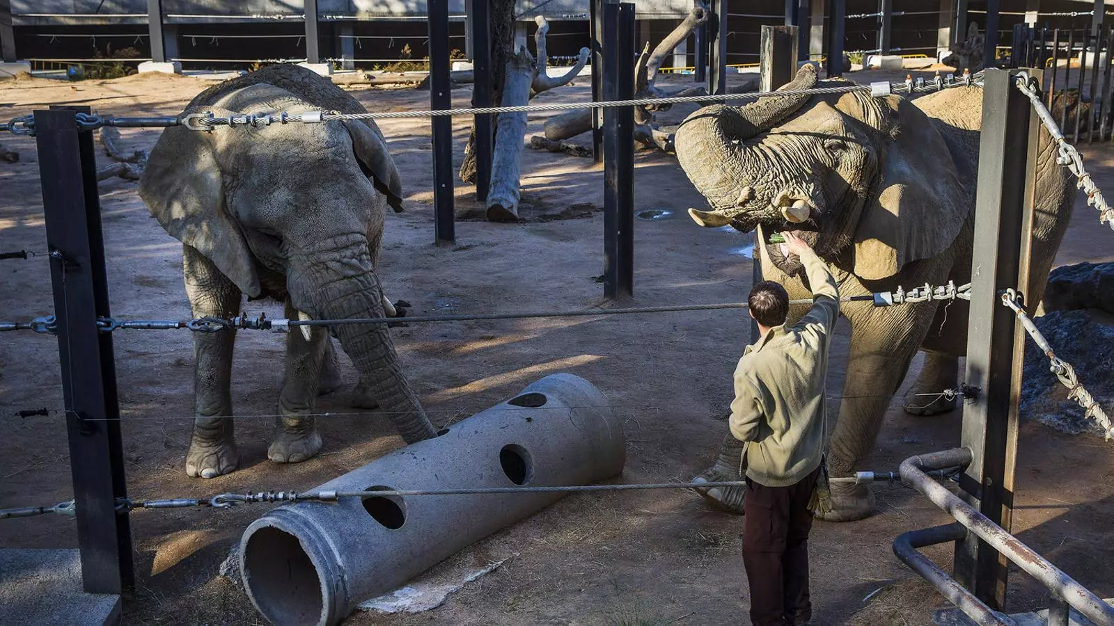Un treballador del zoo dona de menjar a un dels elefants que viuen a les instal·lacions de Barcelona.