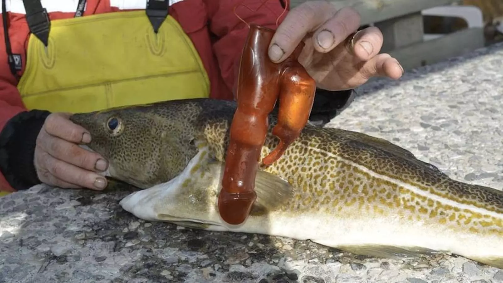 El pescador, amb el bacallà i el vibrador