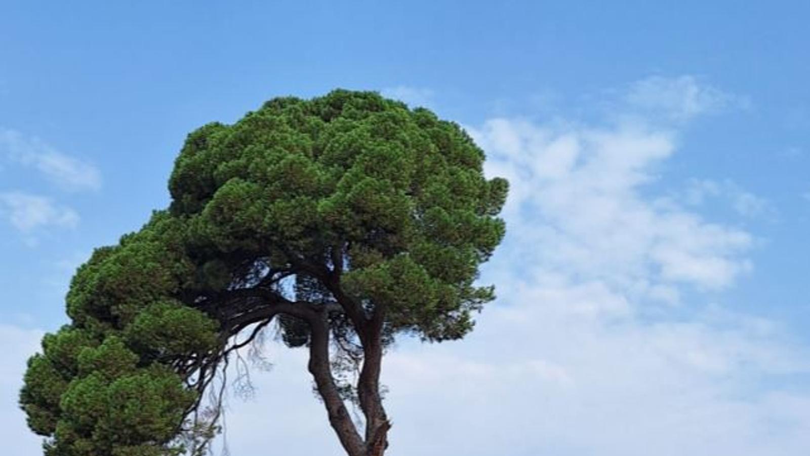 Pi d'en Xandri with the branch that fell to the ground this Monday