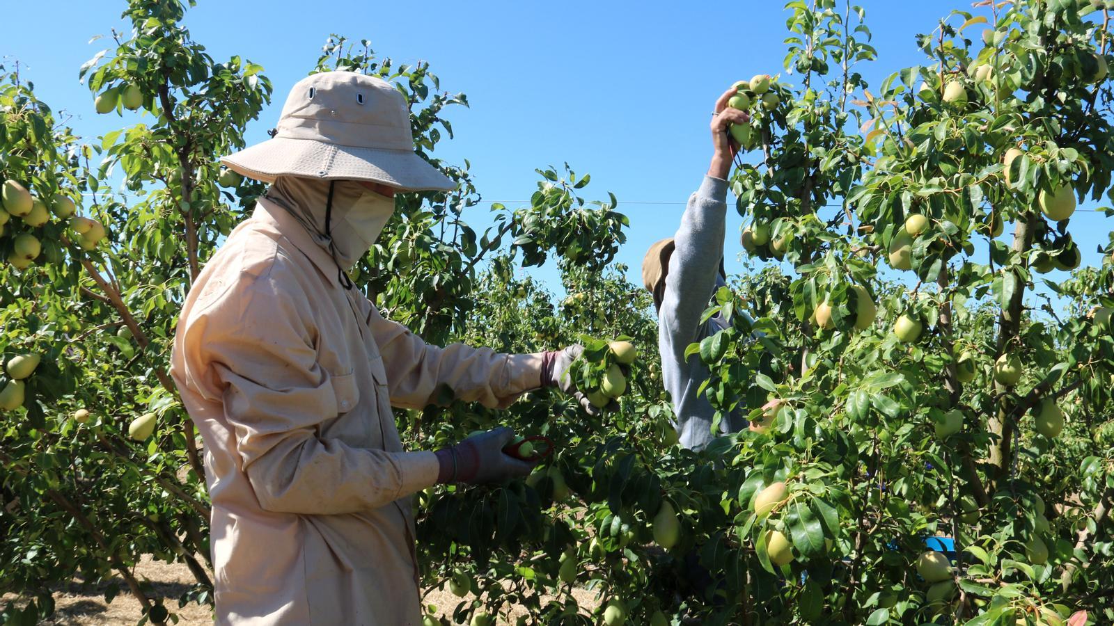 Dos temporeros trabajando en una finca de Aitona en una imagen de archivo.