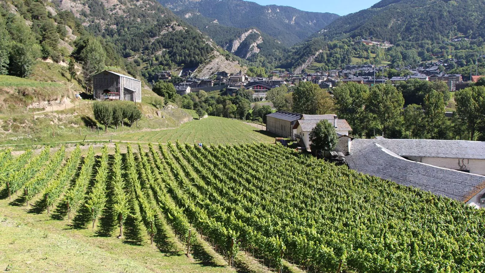 Una plantació de vinyes a Ordino. / ARXIU ANA