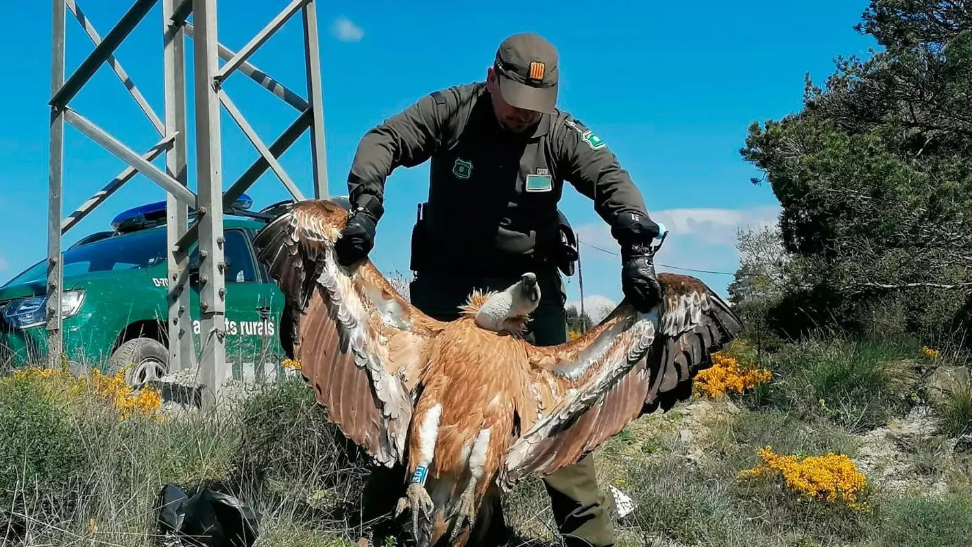 Un agent rural amb un voltor mort a Osona per electrocució l'abril d'aquest any.