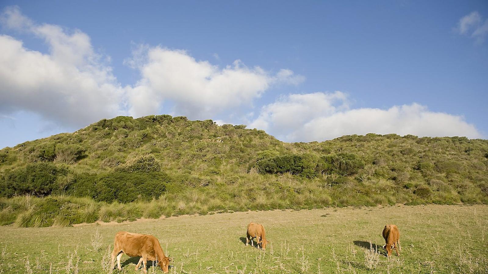 El camp de Menorca és un dels espais estratègics que el Consell vol reforçar amb un Pla Agrari.