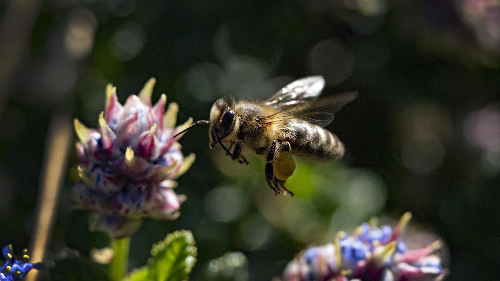 INSECT EXTINCTION IN THE WORLD