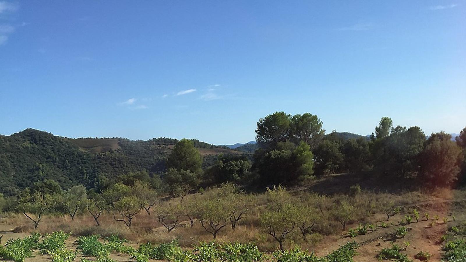 El paisatge cultural agrícola de muntanya mediterrània del Priorat.