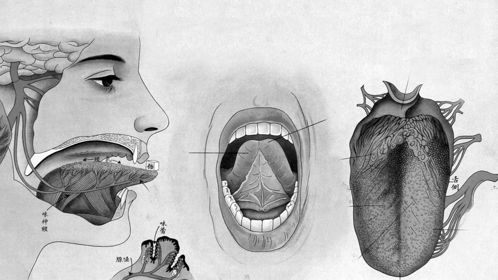 El català, una llengua que desperta tot tipus de mirades.
