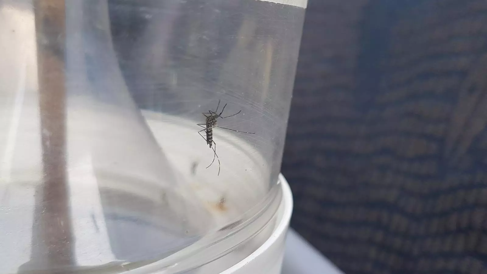 Un exemplar adult de l'espècie asiàtica 'Aedes japonicus' capturat a Astúries