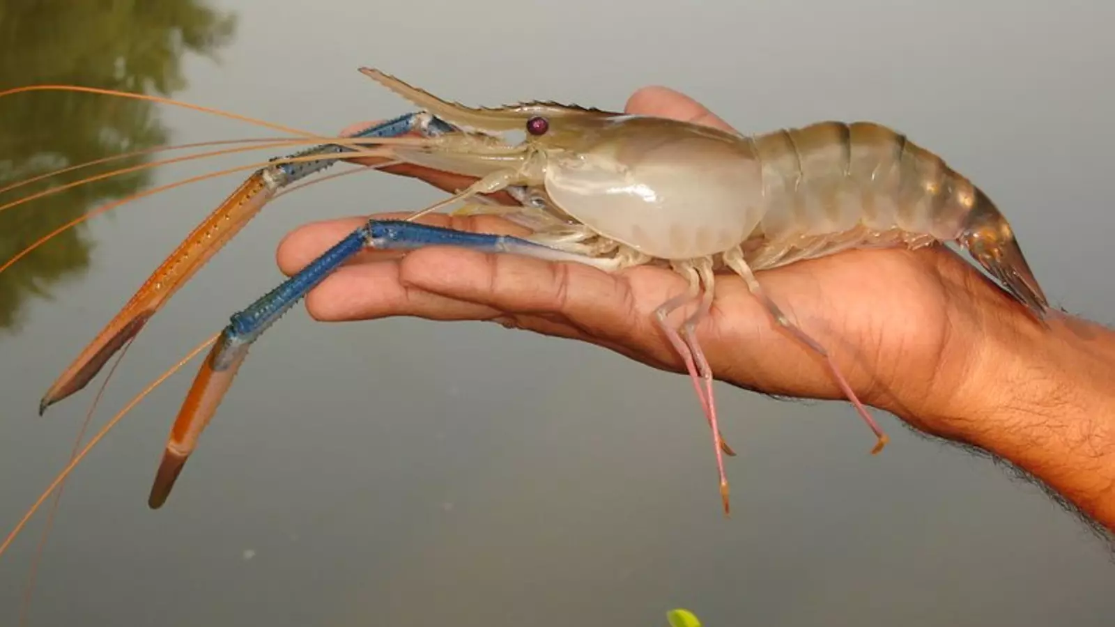La gamba gegant de riu 'Macrobrachium rosenbergii'