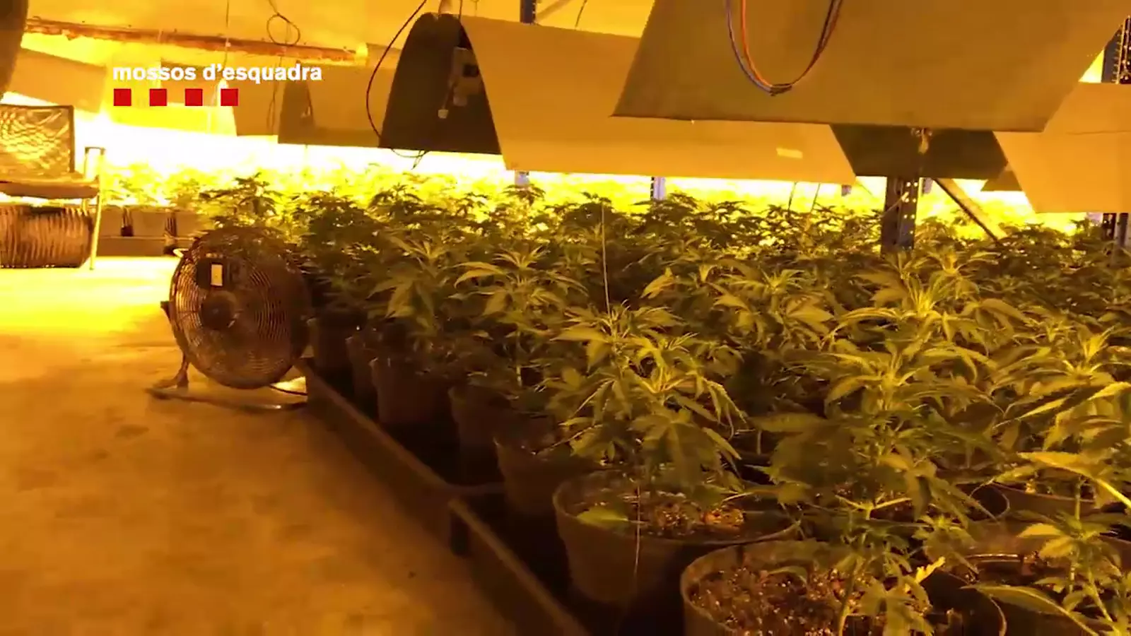 Desmantellada una plantació de més de 1.100 plantes de marihuana en una nau del Baix Penedès