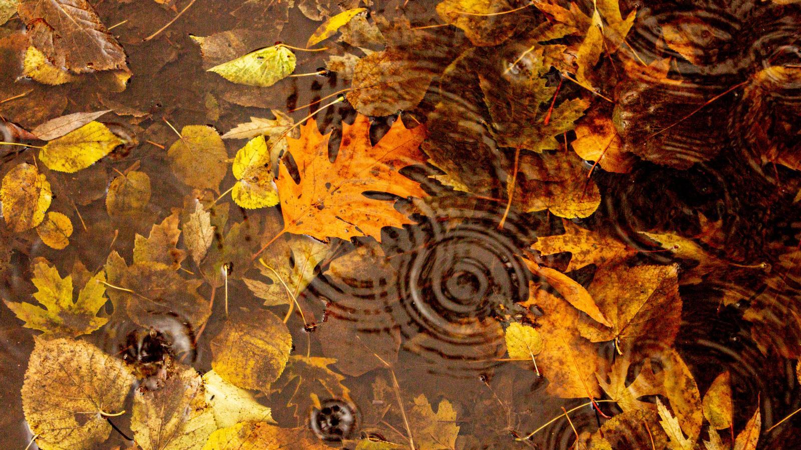 El otoño es la estación más lluviosa del año en muchas comarcas.