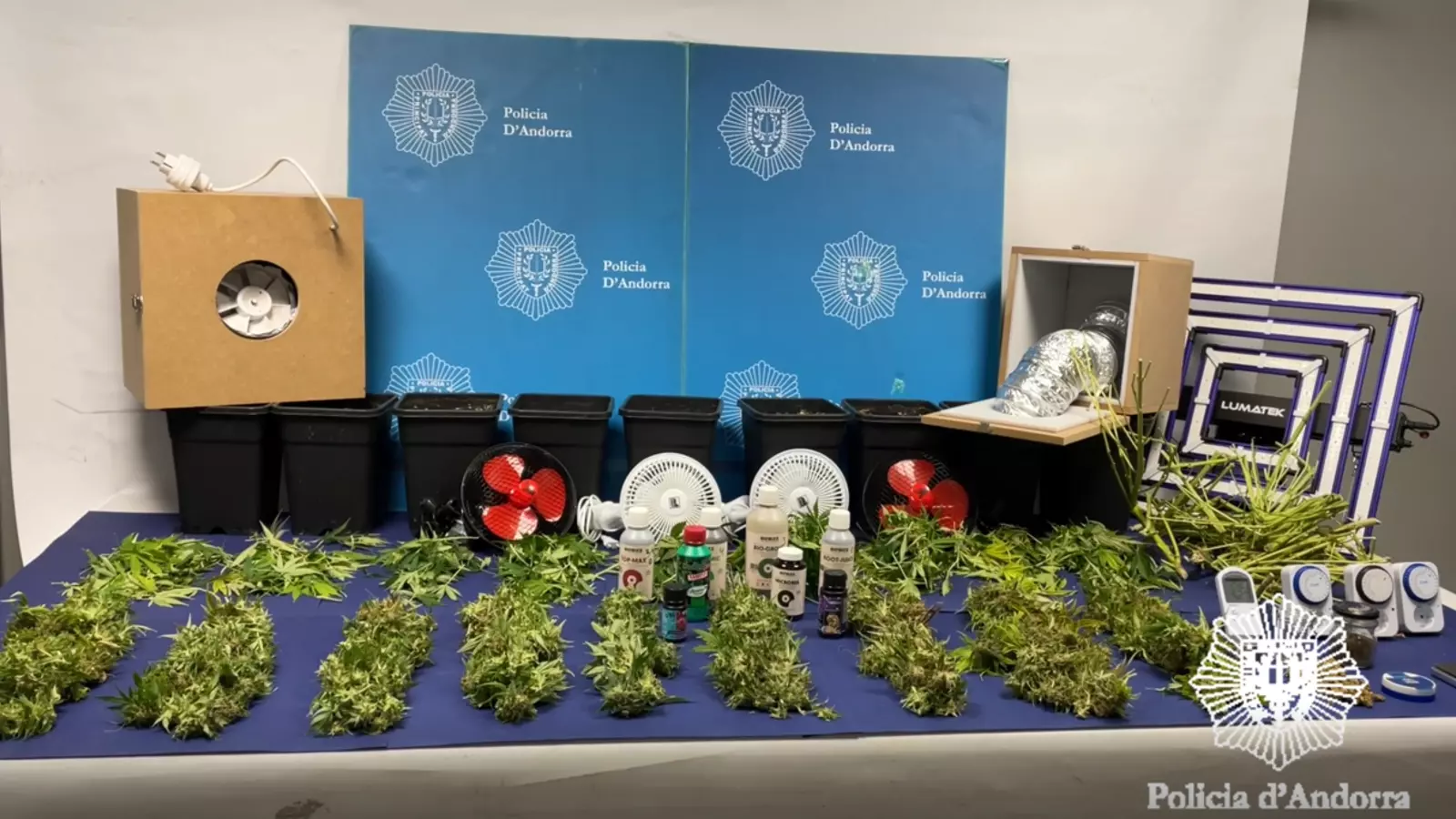 Plantació incautada.