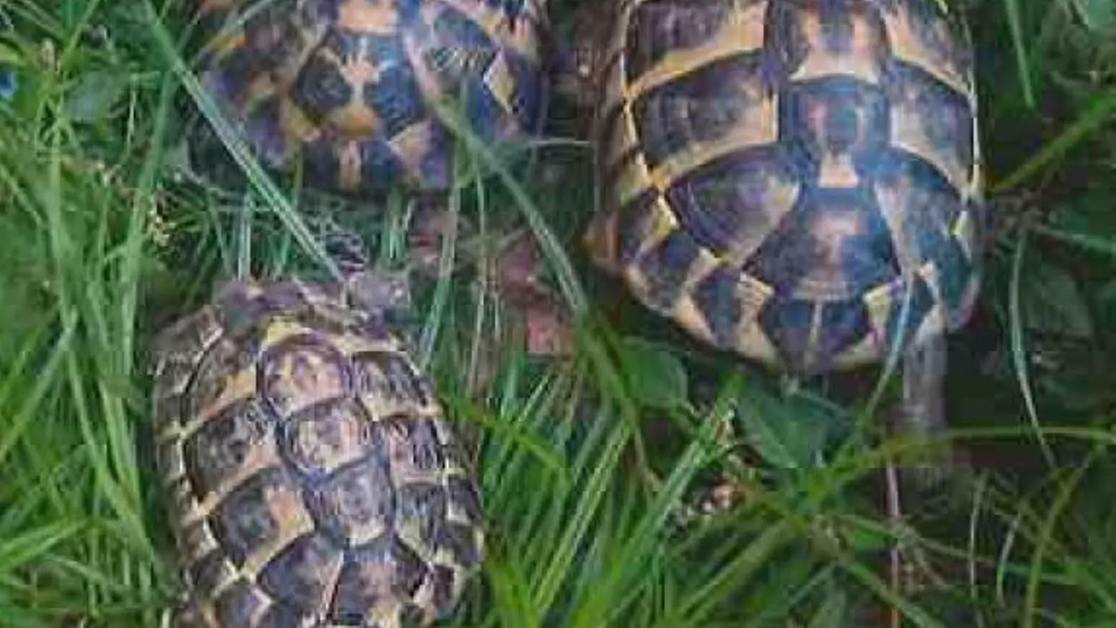 Tres de les tortugues mediterrànies recuperades aquest estiu