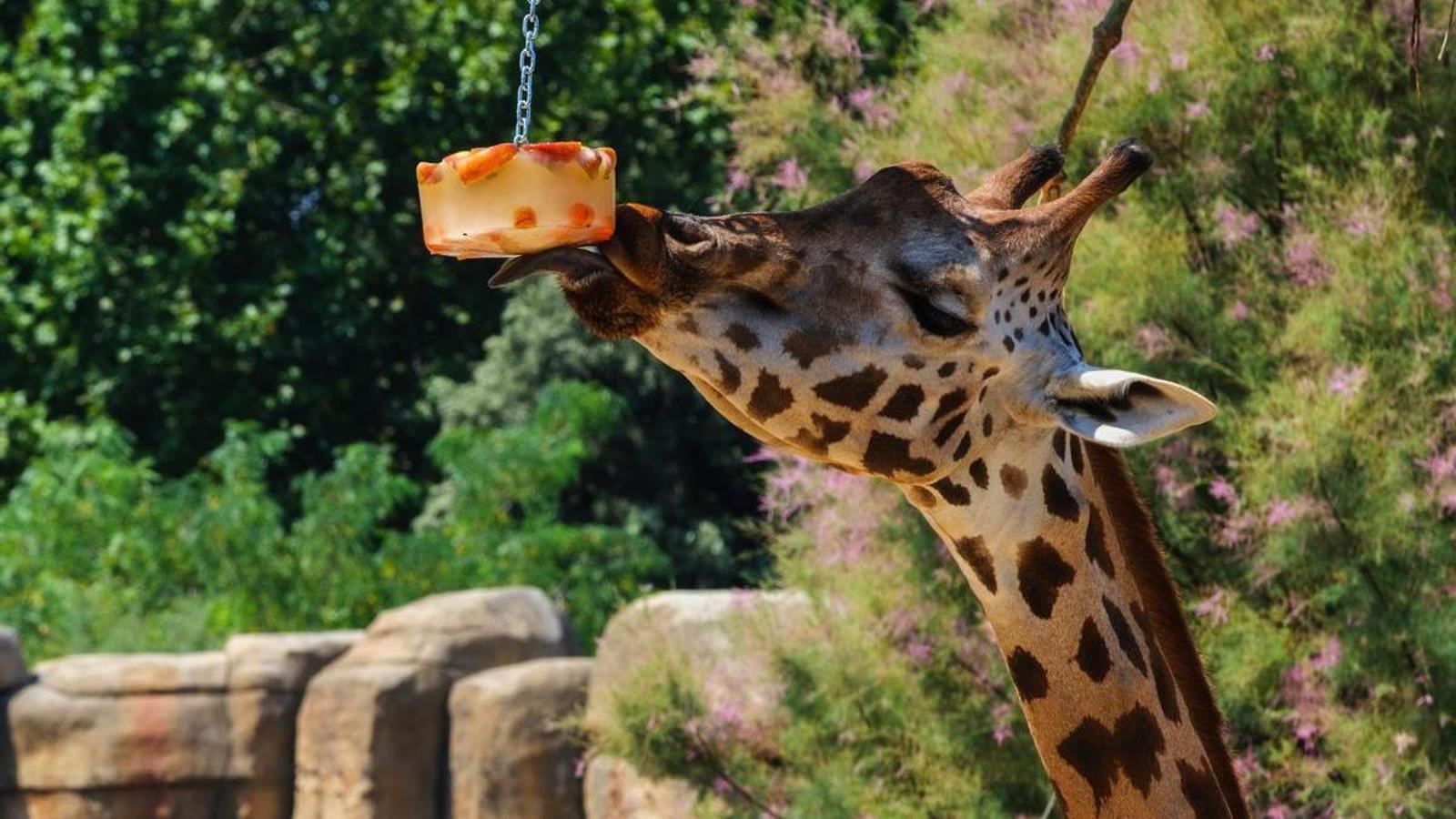 One of the giraffes at Barcelona Zoo licking a block of frozen fruit.