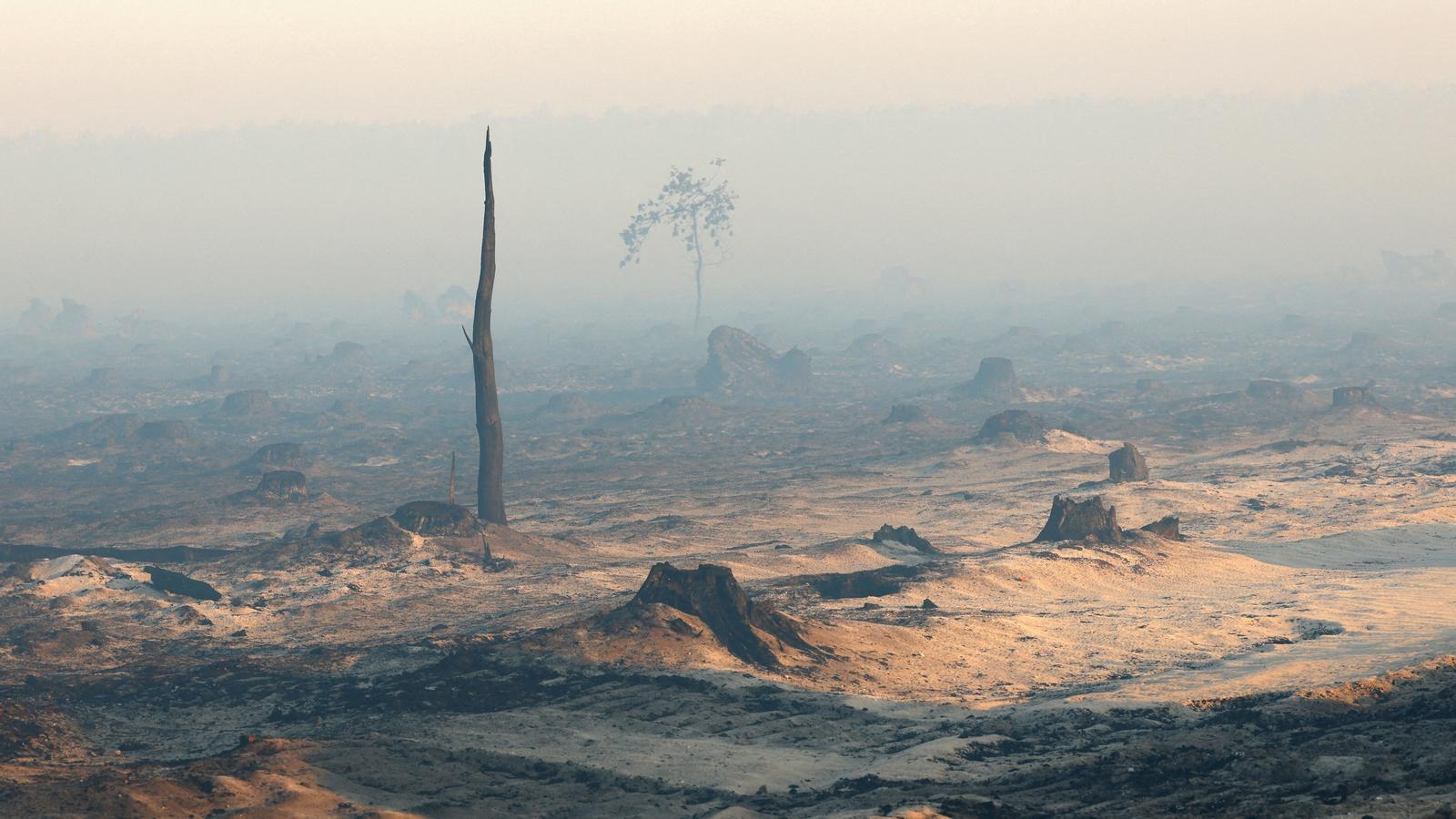 Burnt forest near Saumos, in the French region of Gironde.