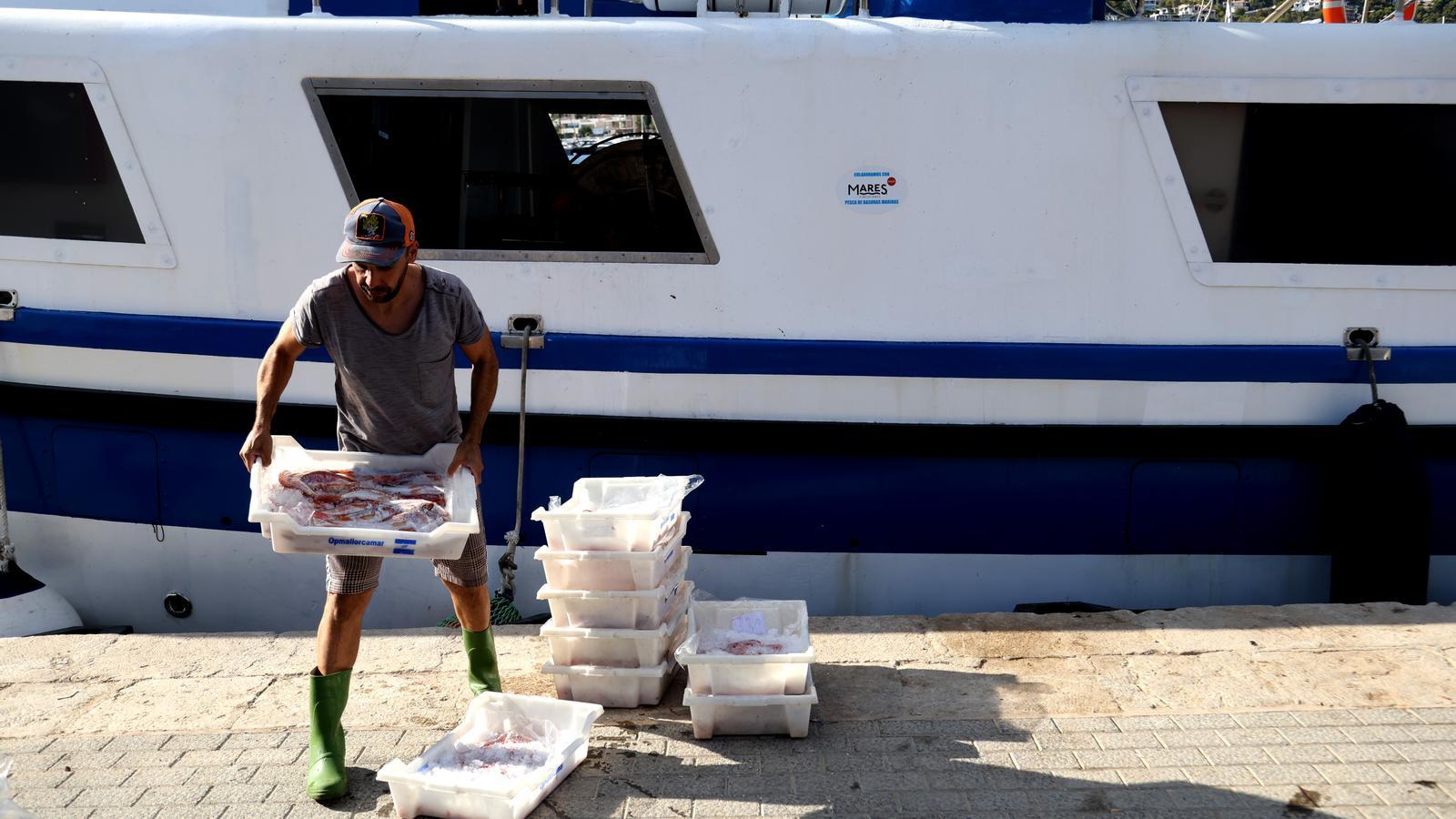 Every afternoon, around 5 pm, the trawlers unload the fish at the Port of Andratx.