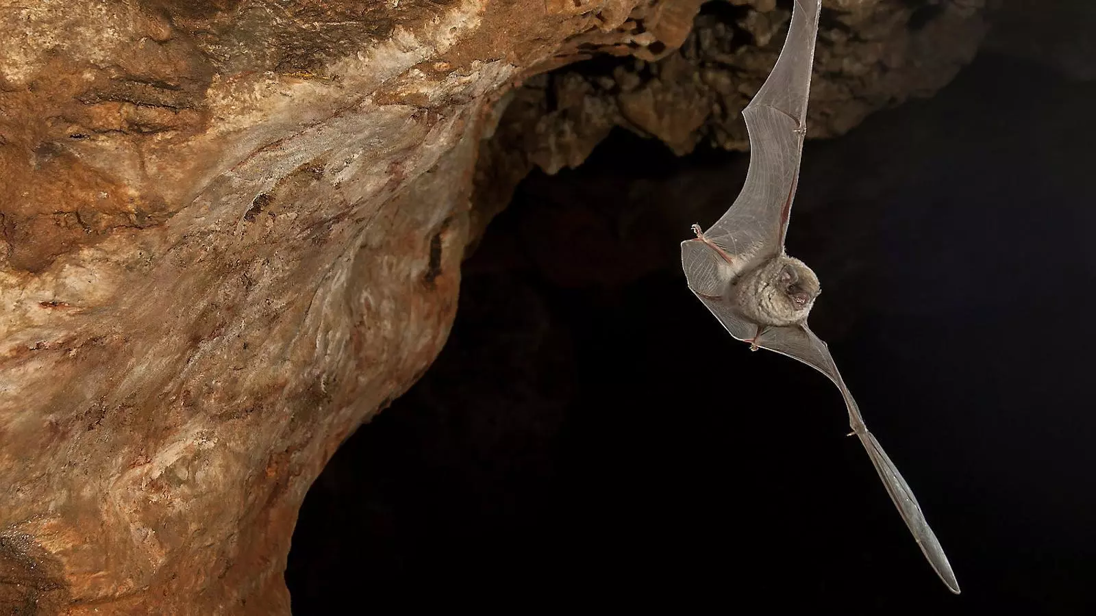 Un exemplar del ratpenat de Schreibers (Miniopterus schreibersii) en una cova.