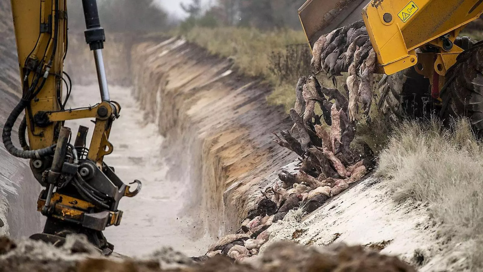 El govern danès va decidir sacrificar 17 milions de visons per evitar que una mutació del coronavirus que els infectava afectés l’eficàcia de les vacunes.