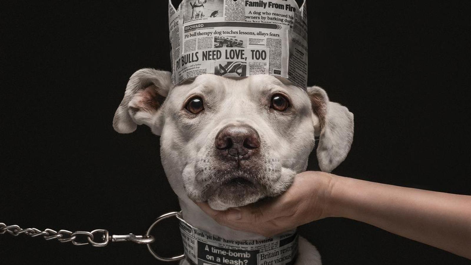 Photograph awarded with the prize for the best dog photographer of the year at the 2026 Dog Photography Awards.