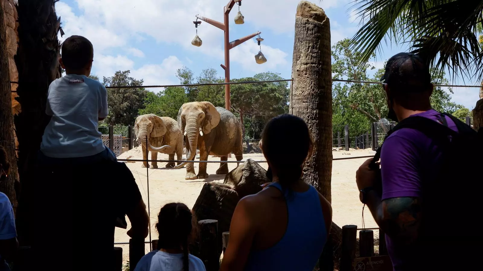 Elefants al zoo de Barcelona