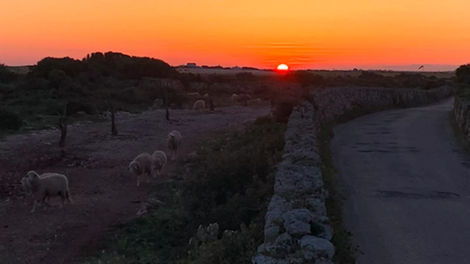 Una posta de sol de l'illa, amb les parets de pedra seca, que fan de control del bestiar