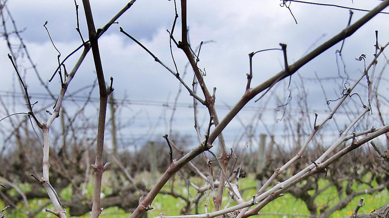 Amb aquest sistema de poda aplicat cada any els caps van pujant formant una espiral; els caps semblen una escala de caragol que puja cap al cel.