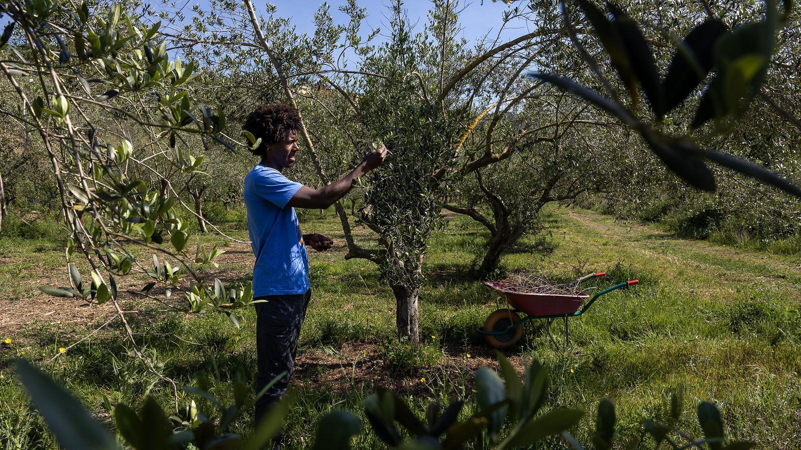 Un trabajador de la cooperativa agrícola L'Olivera trabaja en la finca Reverter de Collserola donde se produce L'Oli Nou de Barcelona.