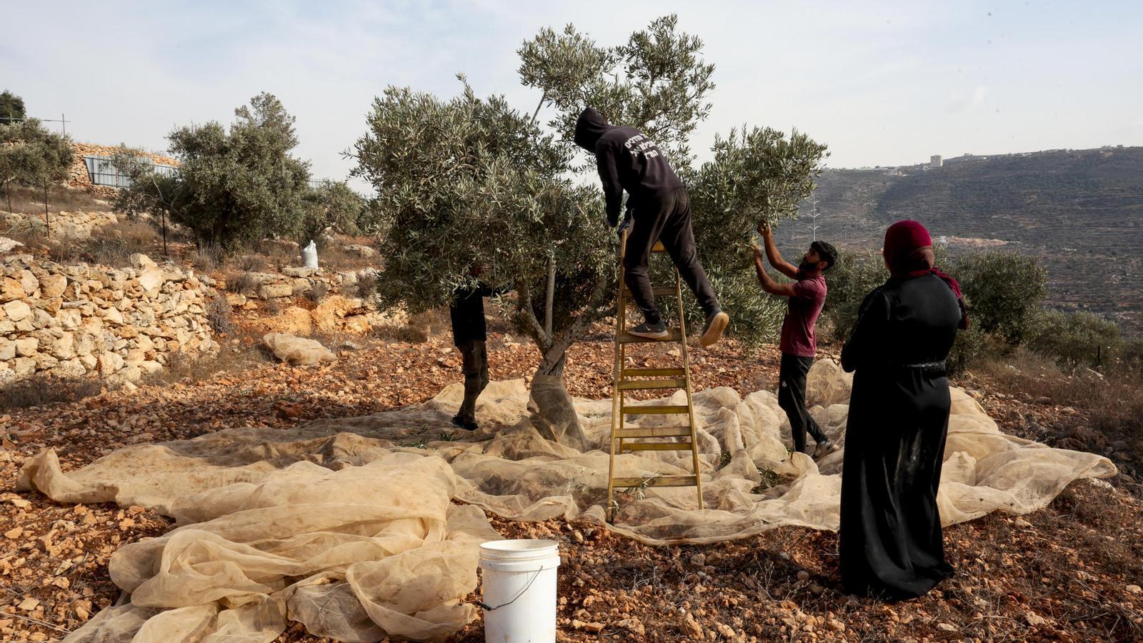 Palestinos inician la cosecha de la oliva en Cisjordania, marcada por la violencia de los colonos israelíes.