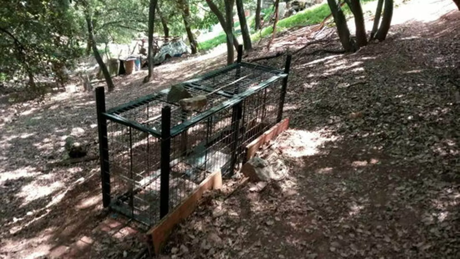 La gàbia-trampa amb què el condemnat va atrapar la guineu a la finca forestal