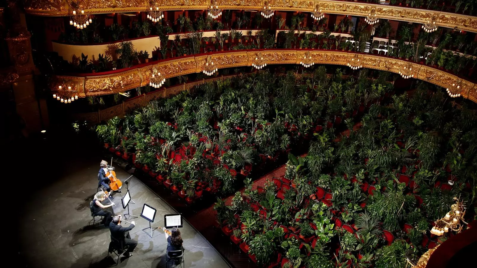 La platea i els palcos del Liceu coberts de plantes