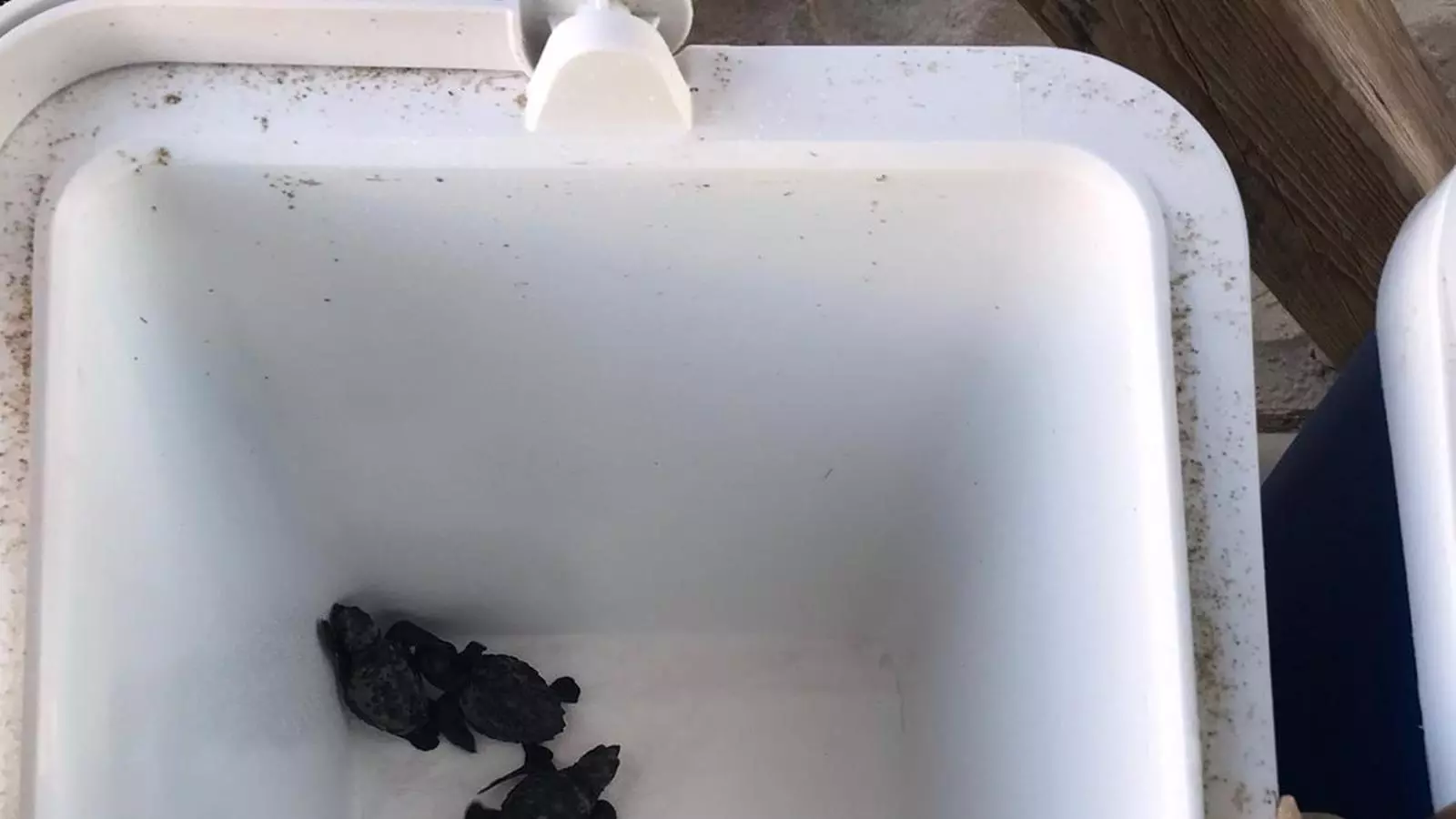 Neixen deu tortugues del niu de la platja del Cavallet, Eivissa