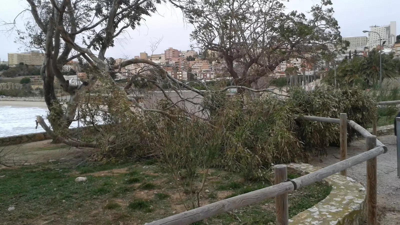 Un arbre caigut al costar de la platja del Miracle a Tarragona / TJERK VAN DER MEULEN