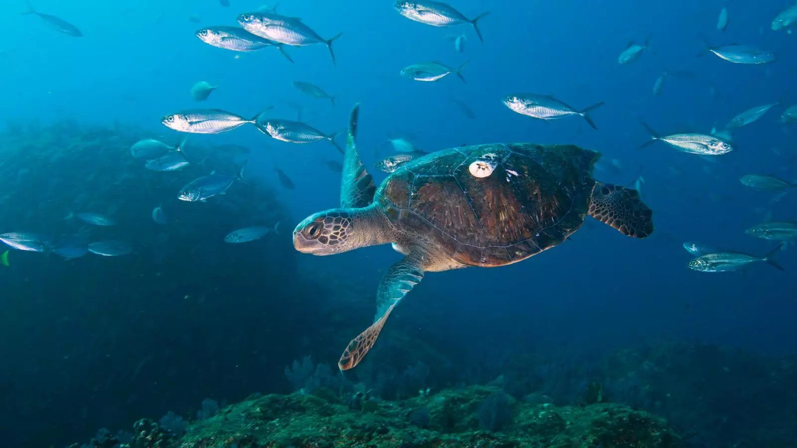 Imatge cedida por el proyecto Pristine Seas de National Geographic, liderado por el biólogo Enric Sala.
