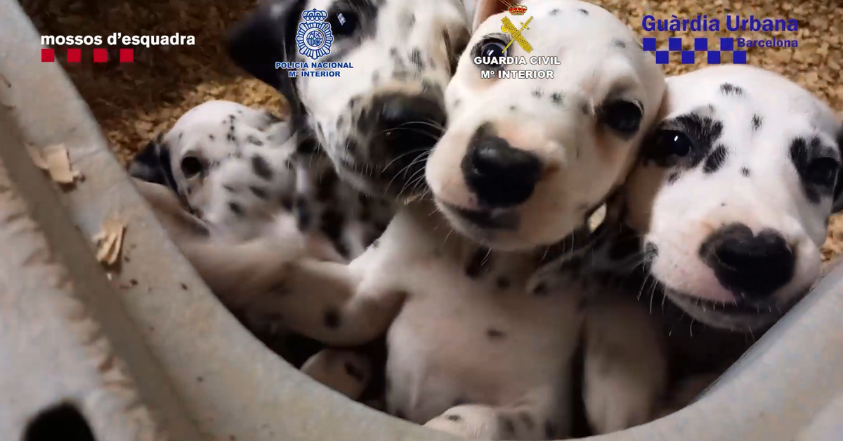 Animal Abuse Crimes Rise in Catalonia: How Mossos d'Esquadra Use Forensic Science to Solve Cases