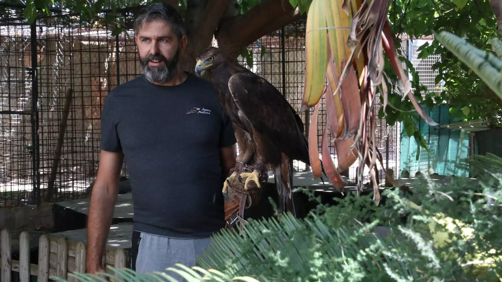 Jaume Álvarez, falconer.