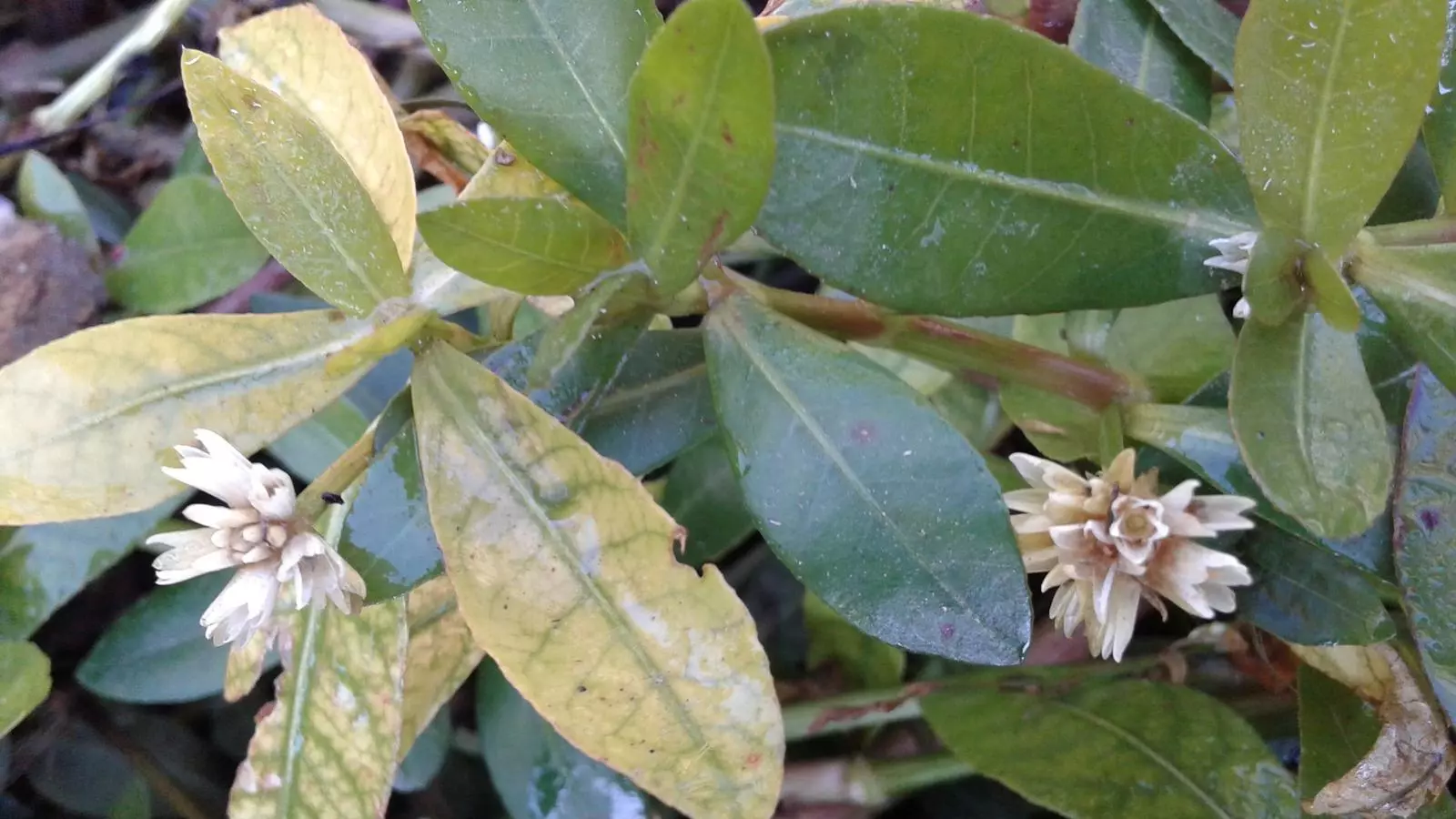 Exemplar de l''Alternanthera philoxeroides', la planta aquàtica invasora detectada